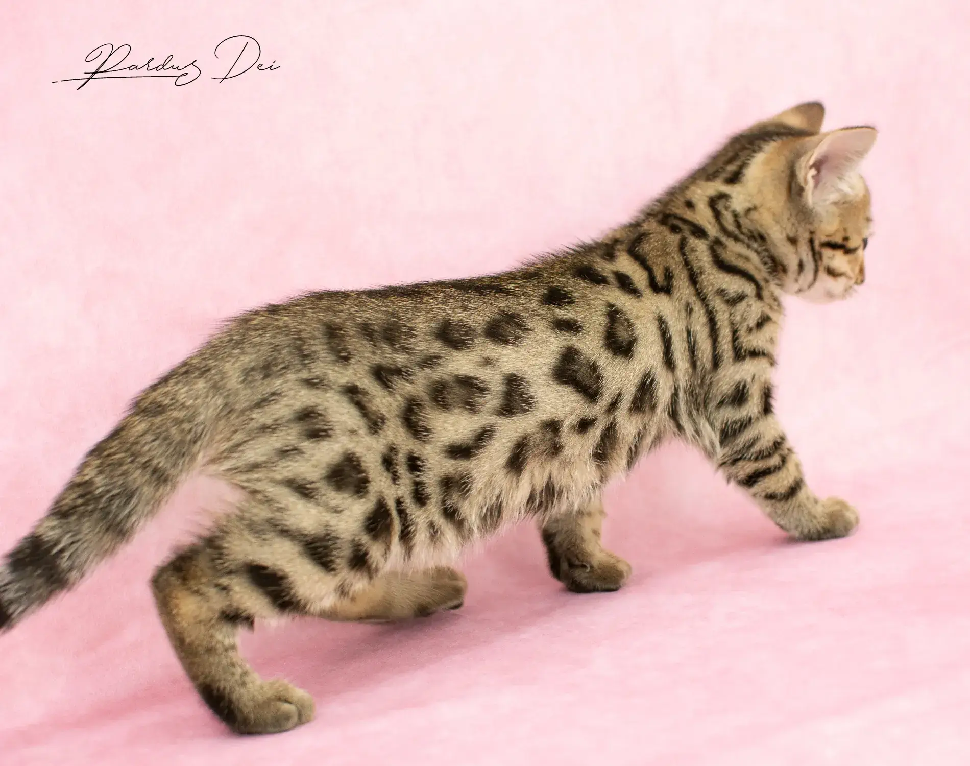 chaton bengal